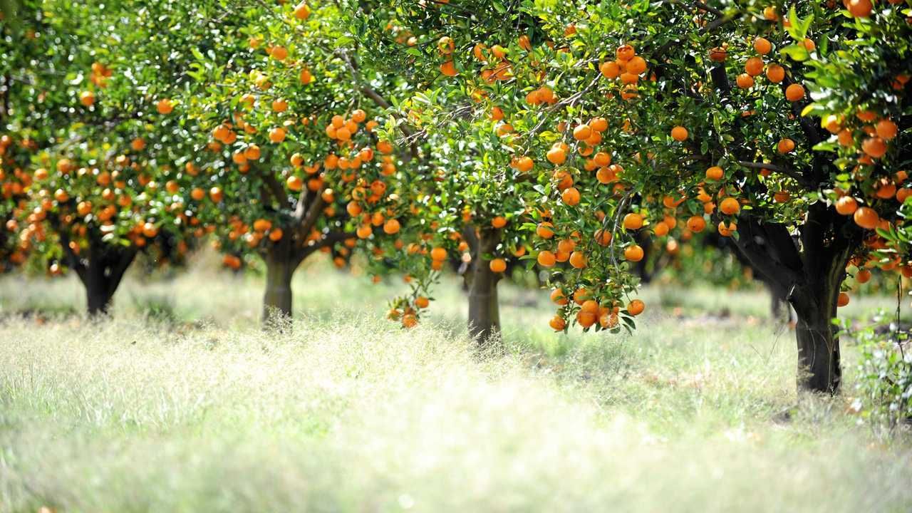 Fruit & Citrus Trees