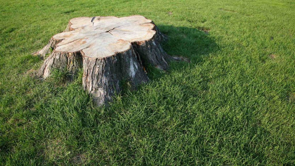 Tree & Stump Removal