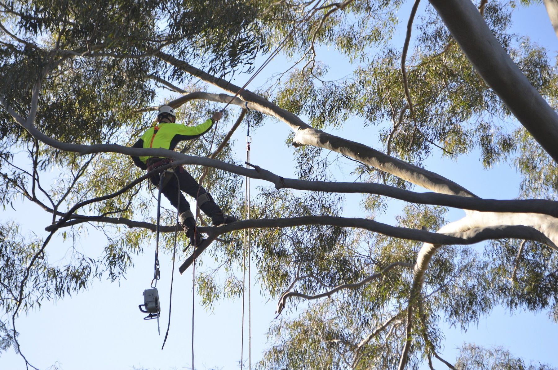 Tree Pruning & Lopping